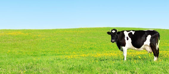 Quelle: Fotolia.com, Urheber: Valentina R. Quelle: Fotolia.com, Urheber: Valentina R.